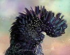 Party Like a Black Cockatoo - Colleen Brown Studio